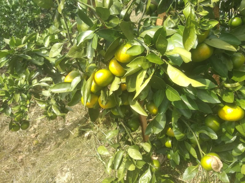 特早蜜橘