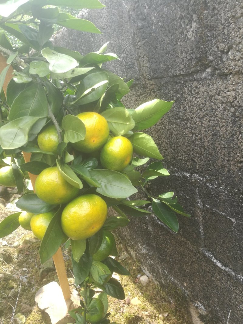 特早蜜橘