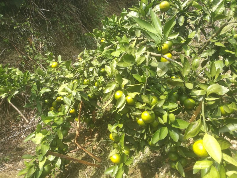 特早蜜橘