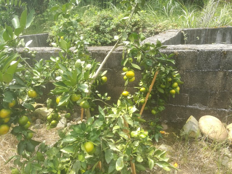 特早蜜橘