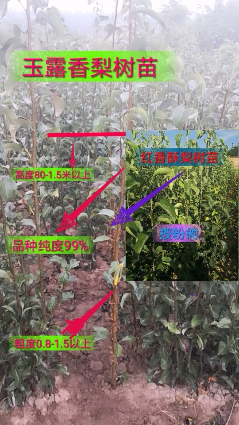 玉露香花根梨树苗品种好果子口感好吃没有渣