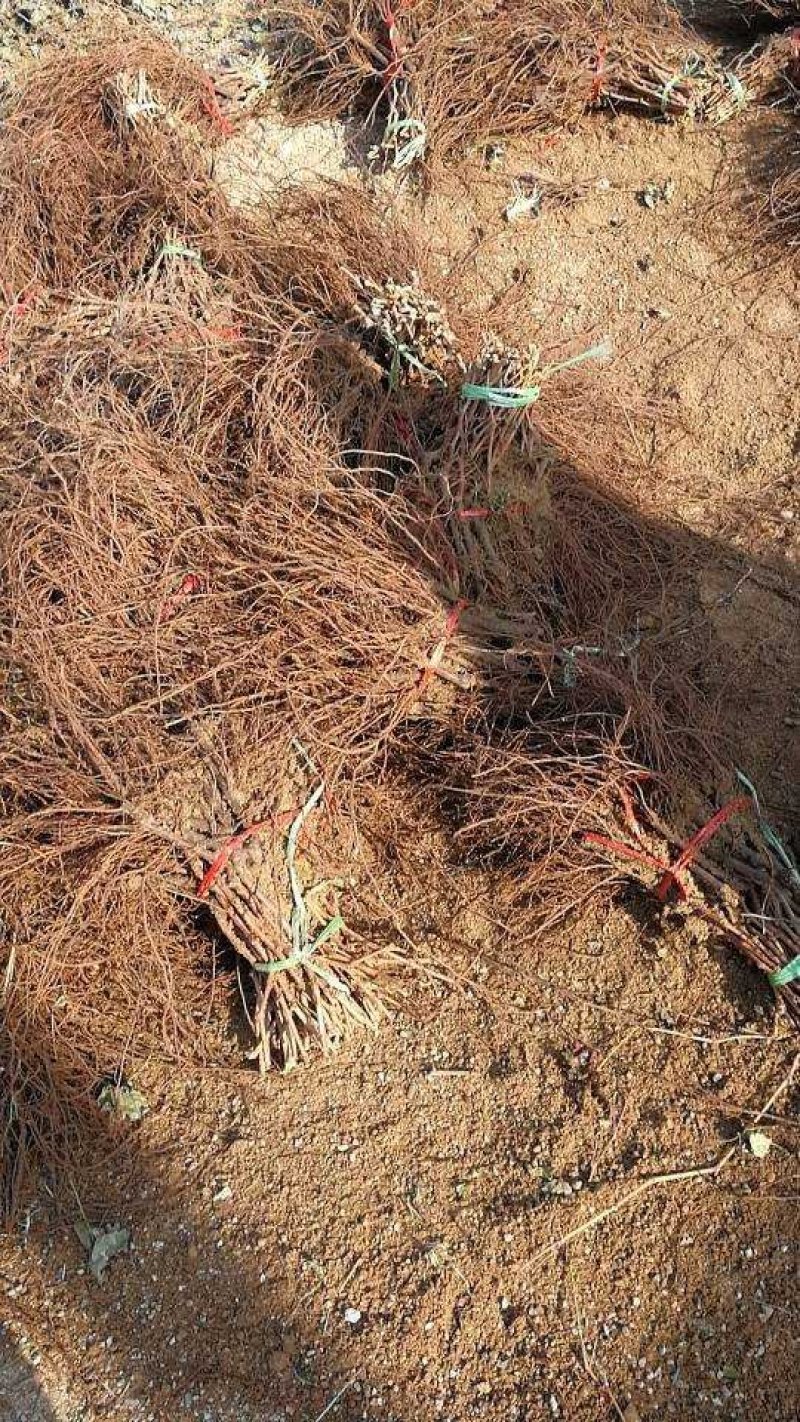 摩尔多瓦葡萄苗《丰泰苗木》专业苗圃基地批发自育苗木