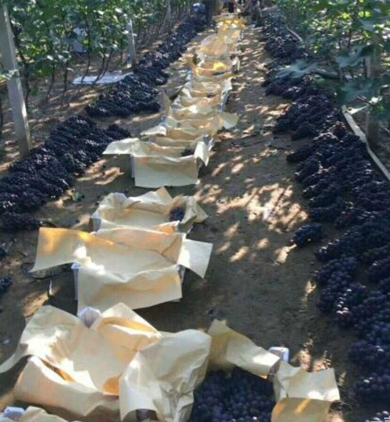 摩尔多瓦葡萄苗《丰泰苗木》专业苗圃基地批发自育苗木