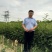 花椒苗，香椿苗