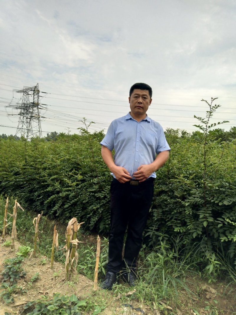 花椒苗，香椿苗