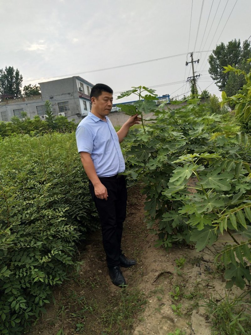 花椒苗，香椿苗