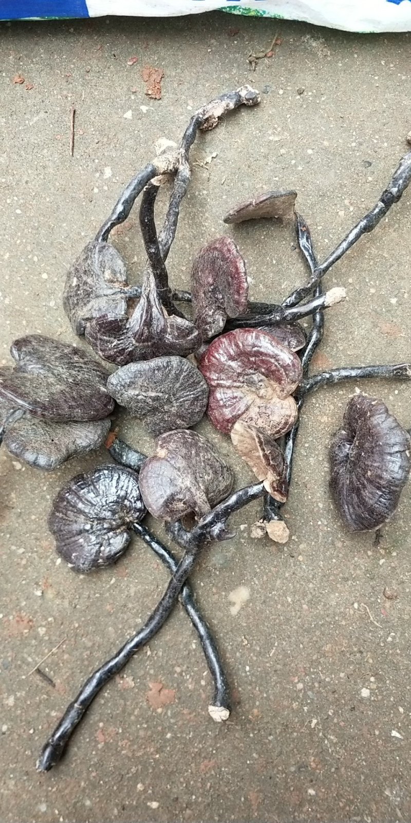 野生紫灵芝