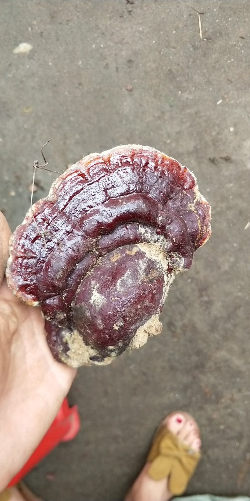 野生紫灵芝