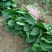 大叶菠菜20~25厘米一手货源值得采购