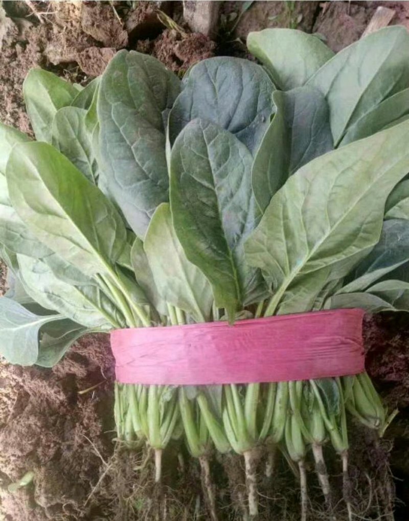 大叶菠菜20~25厘米一手货源值得采购
