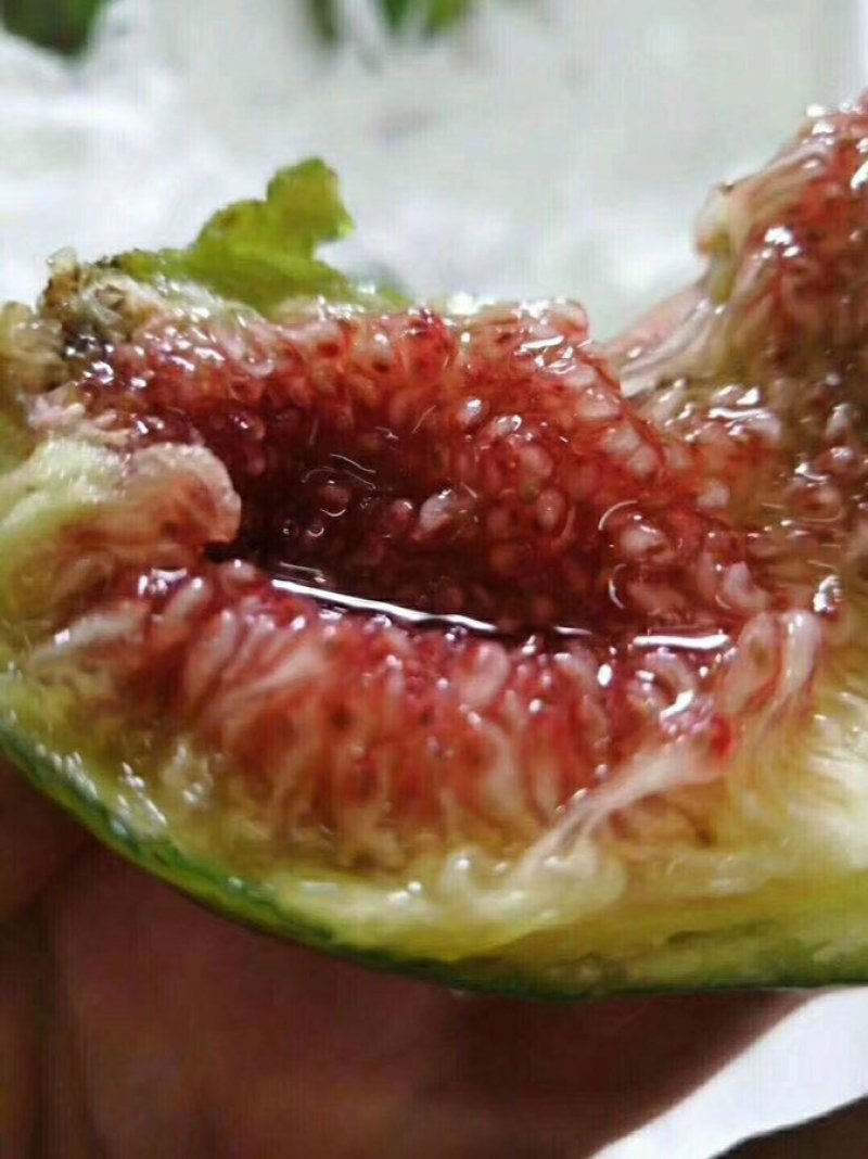 无花果一件代发