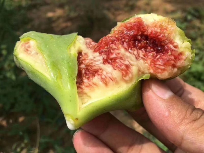无花果一件代发