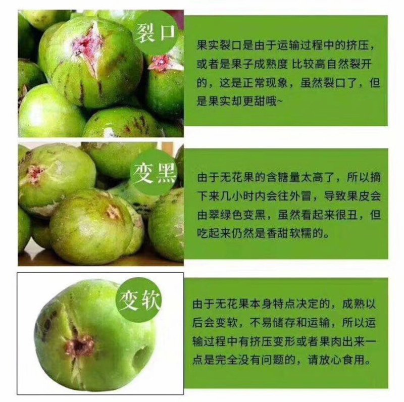 无花果一件代发