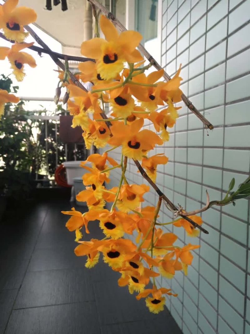 野生马苏石斛