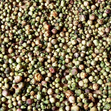 大量批发广西龙州陇岗野生金花茶茶花