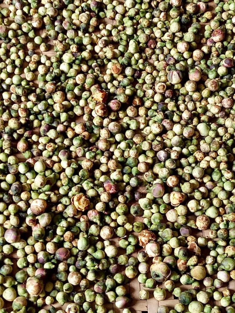 大量批发广西龙州陇岗野生金花茶茶花