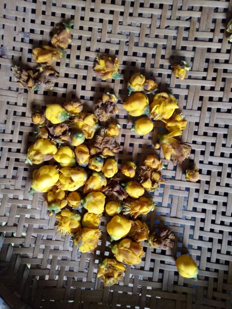 大量批发广西龙州陇岗野生金花茶茶花