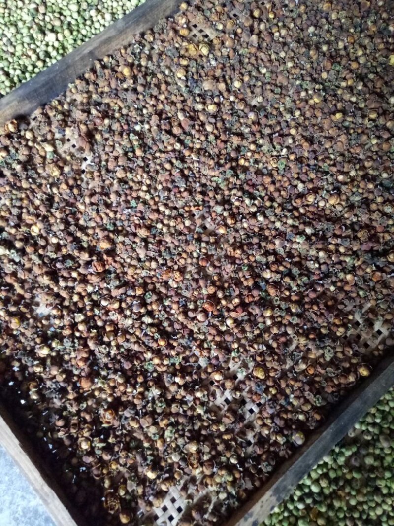 大量批发广西龙州陇岗野生金花茶茶花