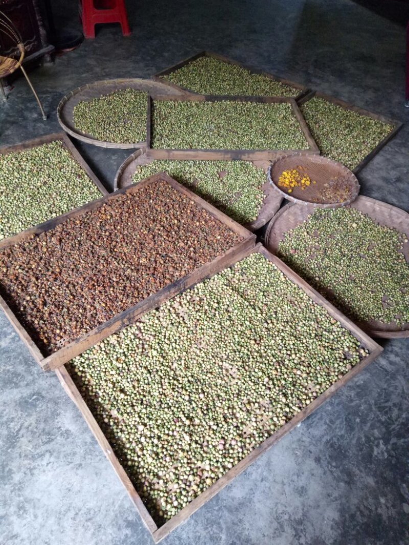 大量批发广西龙州陇岗野生金花茶茶花