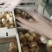 鸡苗，红玉鸡苗，笨鸡苗，麻鸡鸡苗
