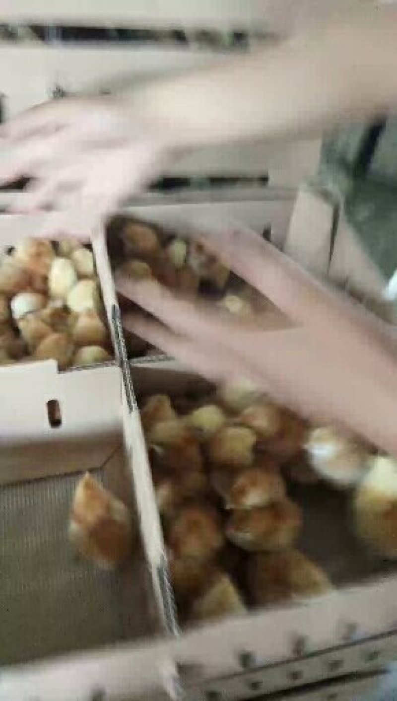 鸡苗，红玉鸡苗，笨鸡苗，麻鸡鸡苗