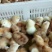 鸡苗，红玉鸡苗，笨鸡苗，麻鸡鸡苗