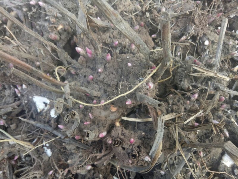 白芍芽头，好管理，成活率高，当年开花包回收，提供技术管理