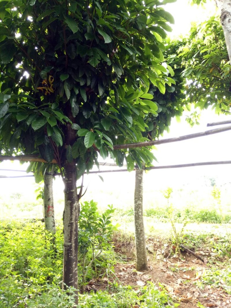 本花场有三百棵十三至二十分米径的萍婆，六旺树出售。