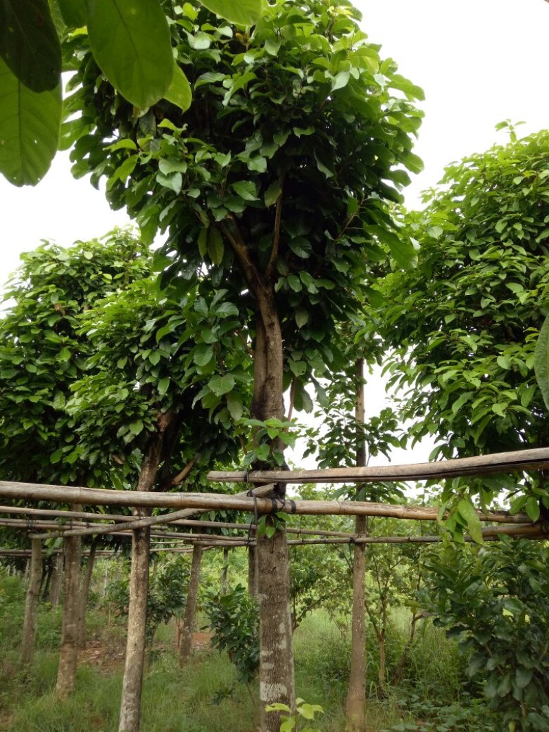 本花场有三百棵十三至二十分米径的萍婆，六旺树出售。