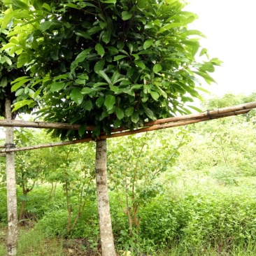 本花场有三百棵十三至二十分米径的萍婆，六旺树出售。
