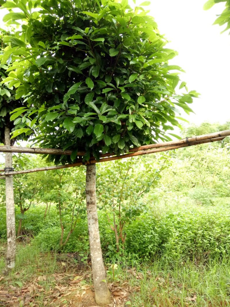 本花场有三百棵十三至二十分米径的萍婆，六旺树出售。