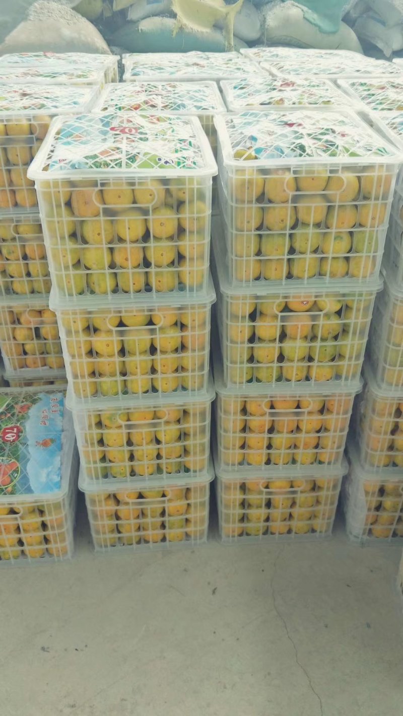 普早蜜桔，代买，代发，电商，社区团购，多多！诚信经营