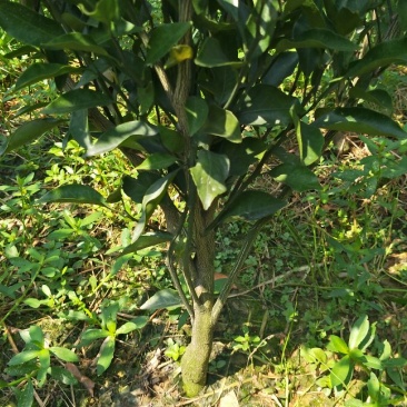 正宗蒲江舂见苗(又叫𤆵𤆵柑，)两公分以上的