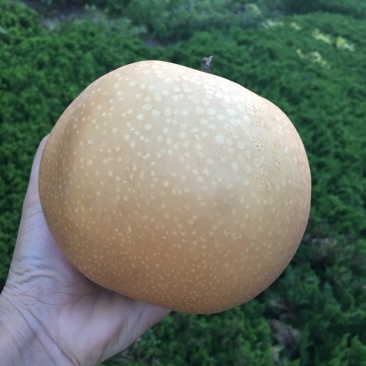 秋月梨