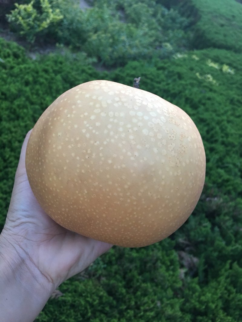 秋月梨