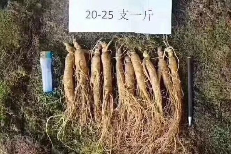 产地直销长白山带土鲜人参