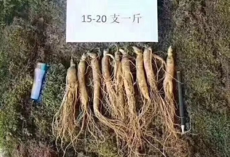 产地直销长白山带土鲜人参