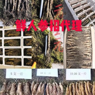 产地直销长白山带土鲜人参