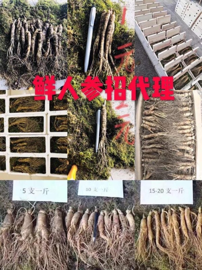 产地直销长白山带土鲜人参