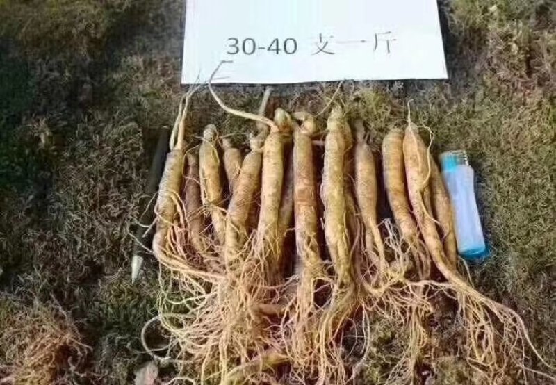 产地直销长白山带土鲜人参