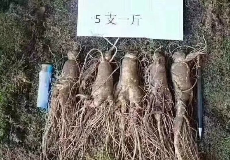 产地直销长白山带土鲜人参