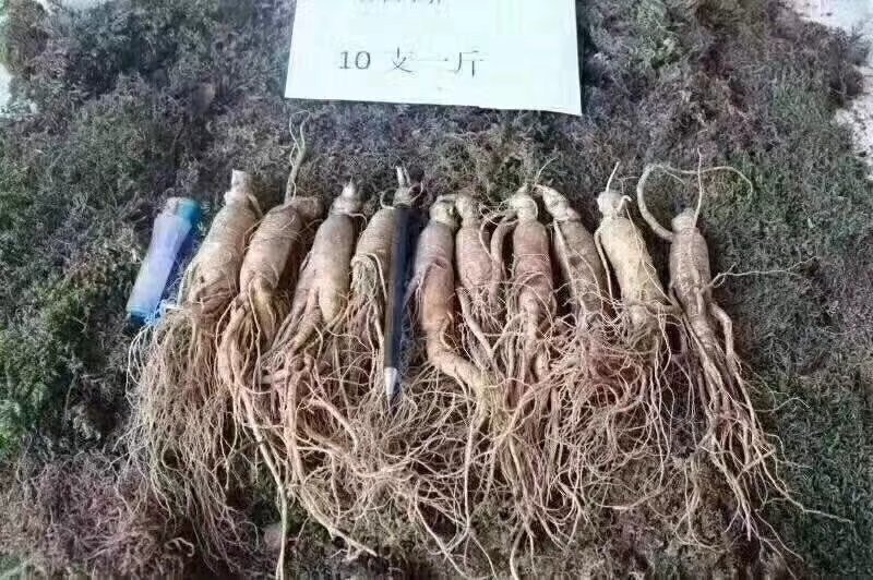 产地直销长白山带土鲜人参