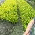 金森女真