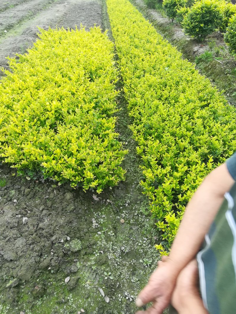 金森女真