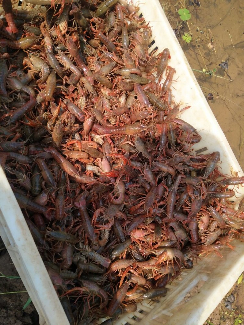 龙虾苗！