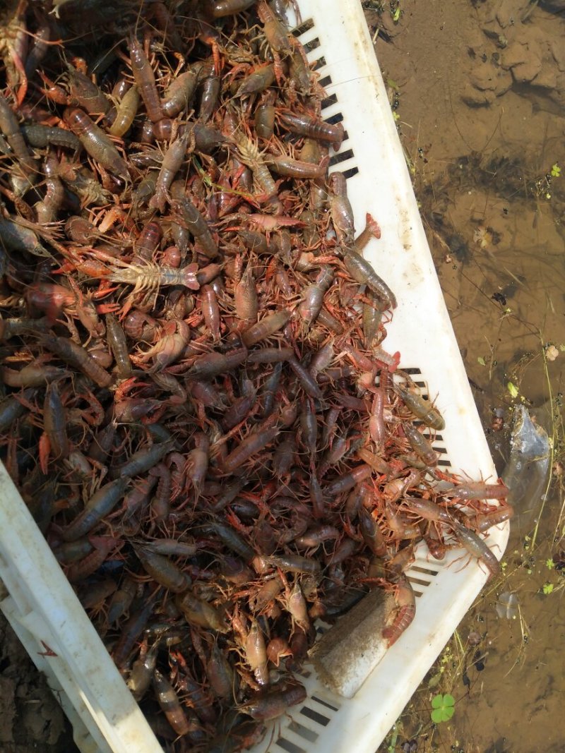 龙虾苗！