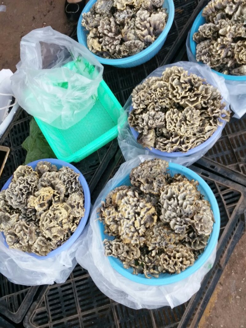 野生茵松毛茵