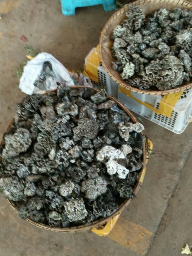 野生茵松毛茵