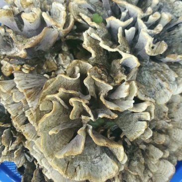 野生茵松毛茵