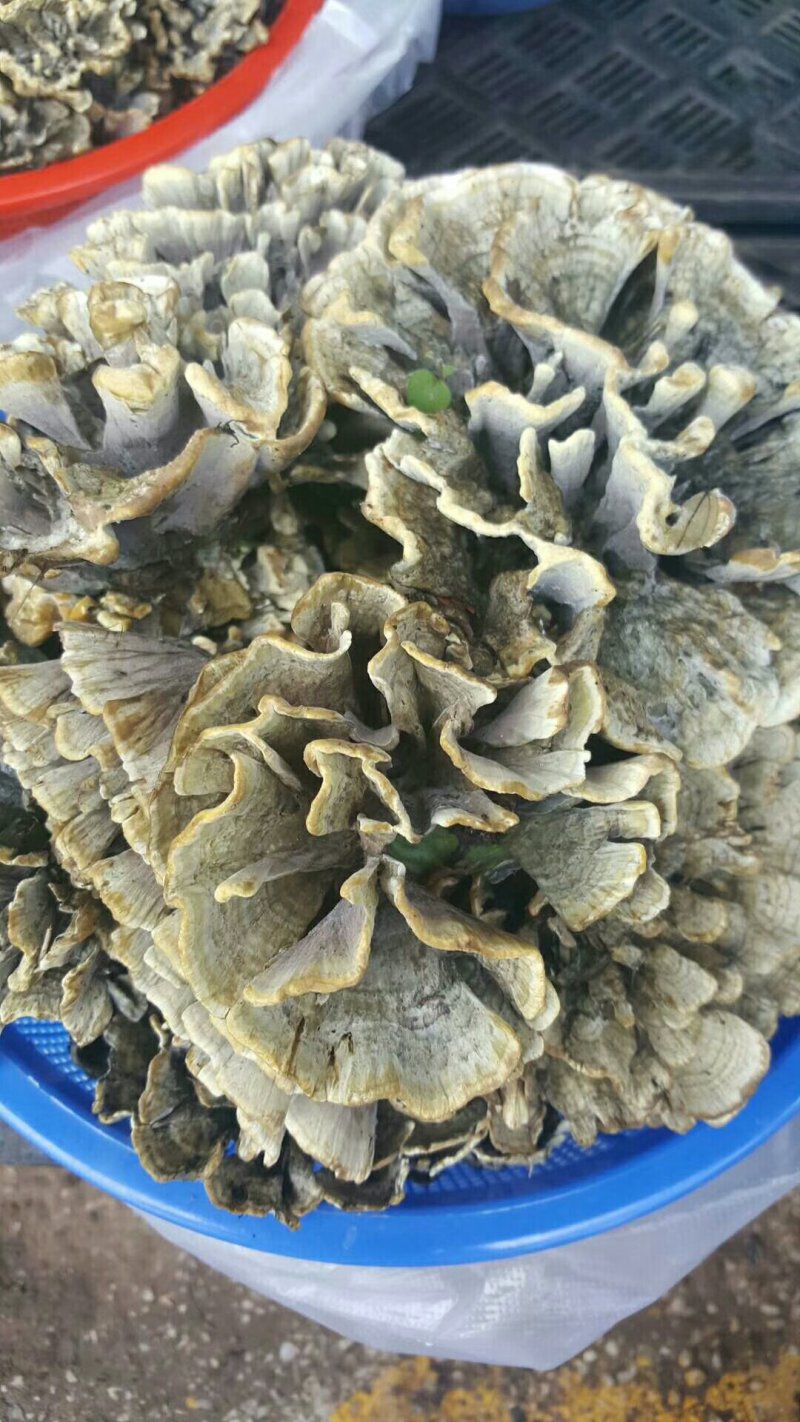 野生茵松毛茵